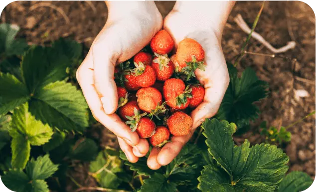 Strawberry Picking Fest