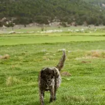 Dog Walking Fields category